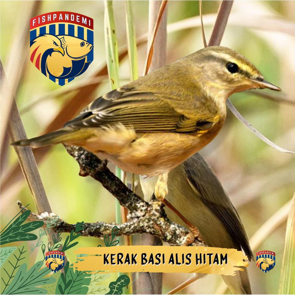 Kerak Basi Alis Hitam/Burung Sinchan