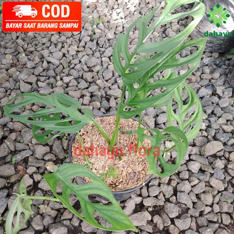 Tanaman hias/hidup - Janda Bolong