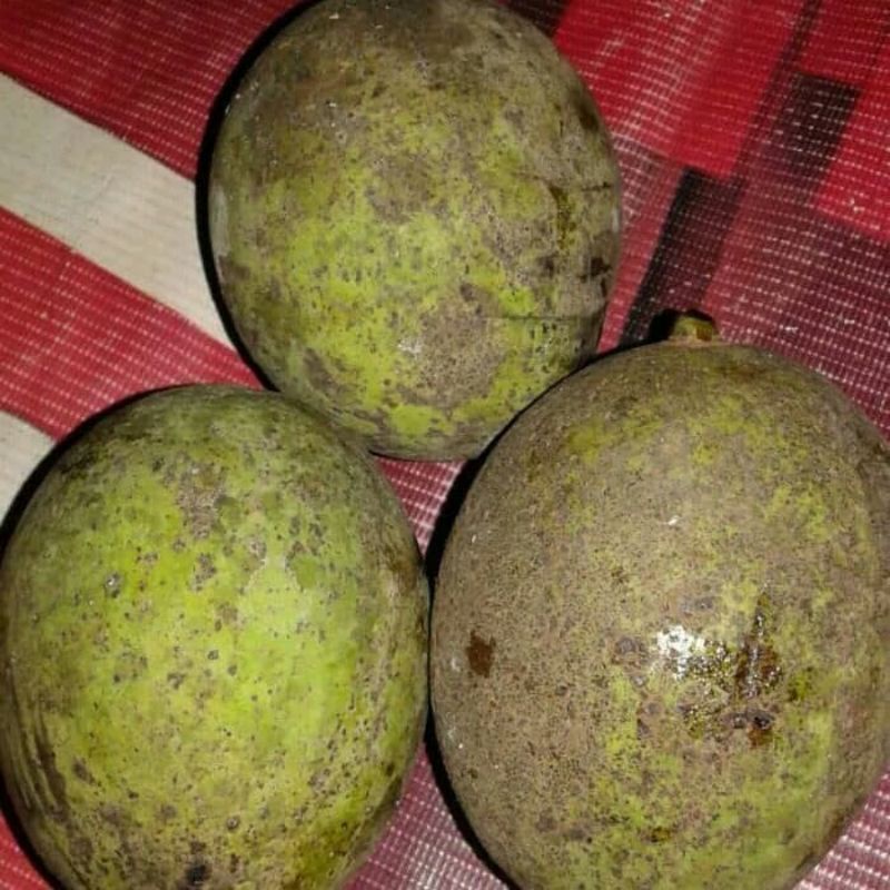 BUAH PAKEL BACANG