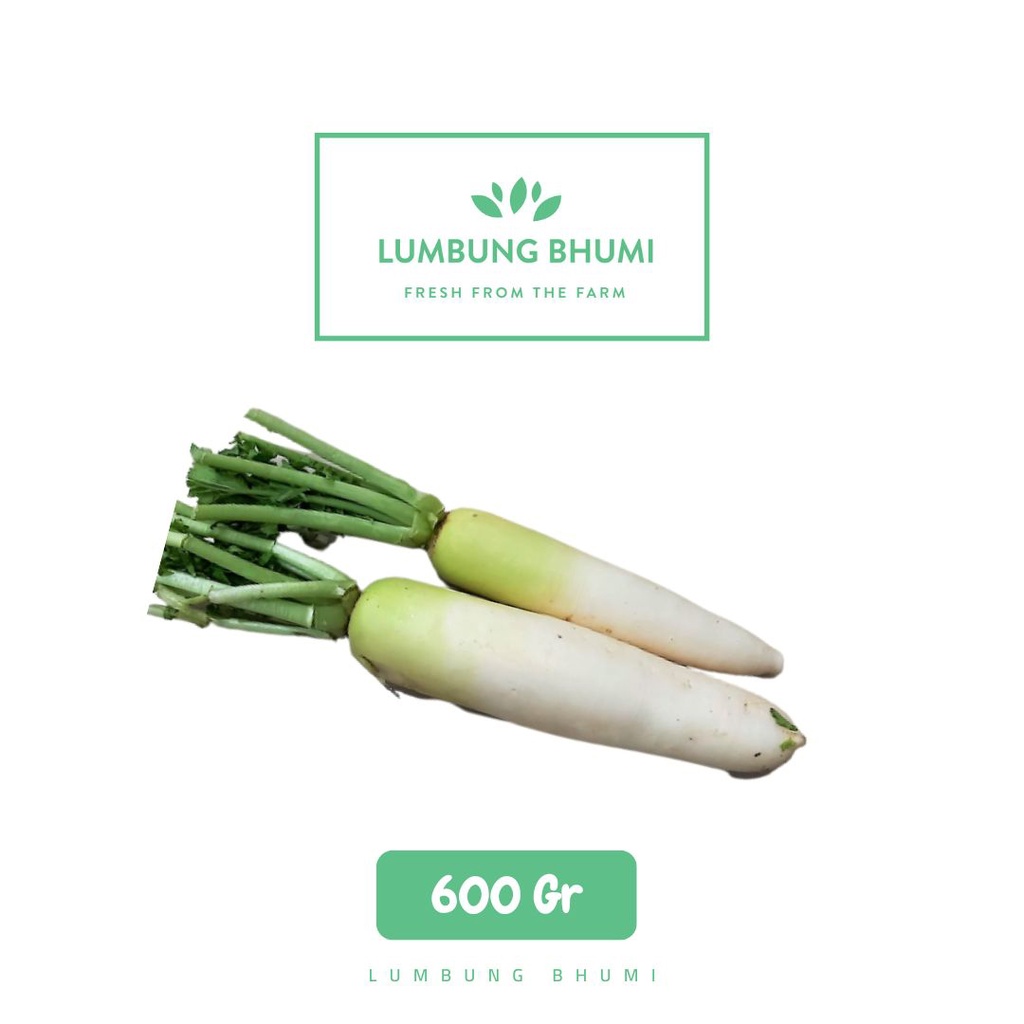 

Lumbung Bhumi - Lobak Putih 600 Gr ( Sayur Curah )