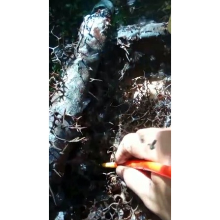 

Madu Trigona / Klanceng