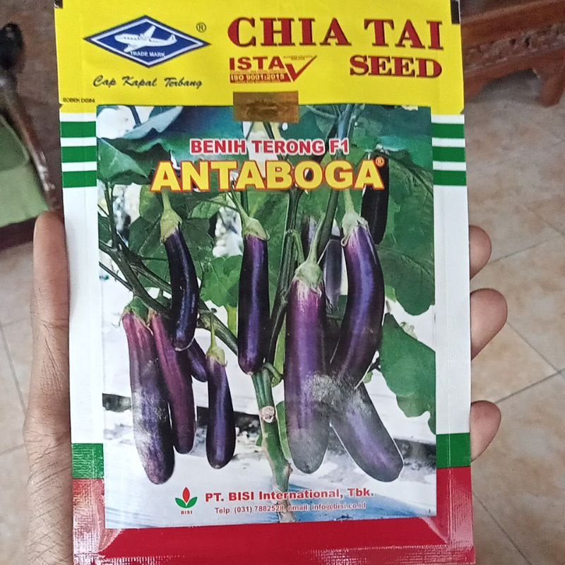 BEST SELLER BENIH TERONG F1 ANTABOGA