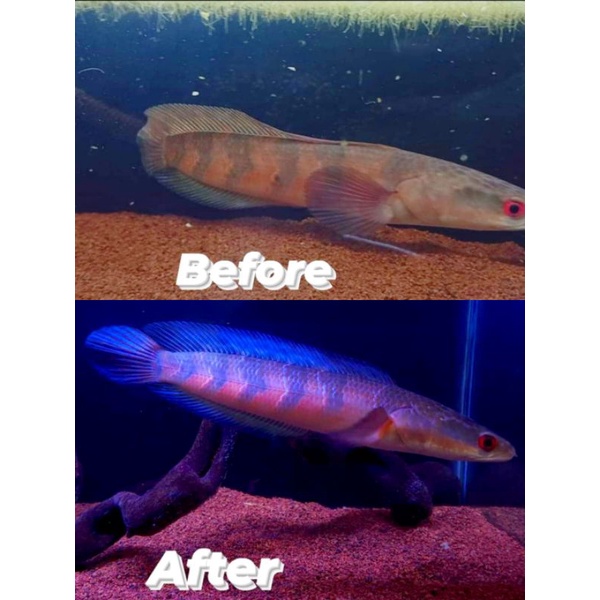 Mantulbee Makanan Ikan Pelet Ikan Black Diamond Mempertegas Bar Menaikan Bunga Pada Maru Dll