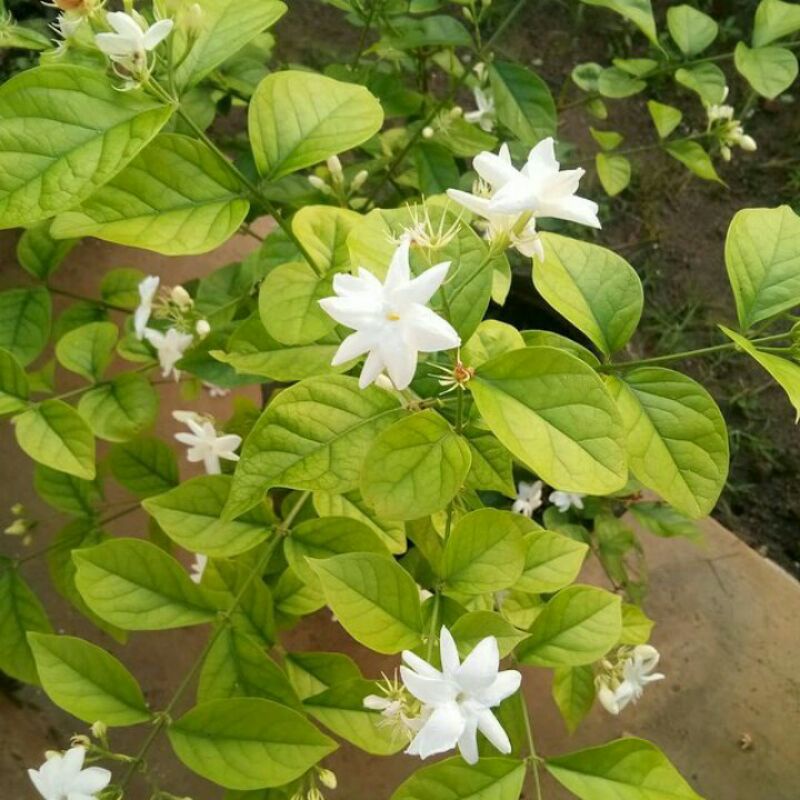 Tanaman hias melati belanda rimbun