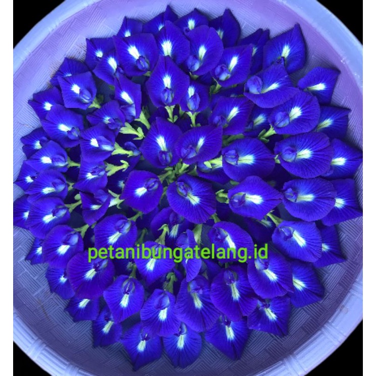 

BUNGA TELANG SEGAR 500 GRAM