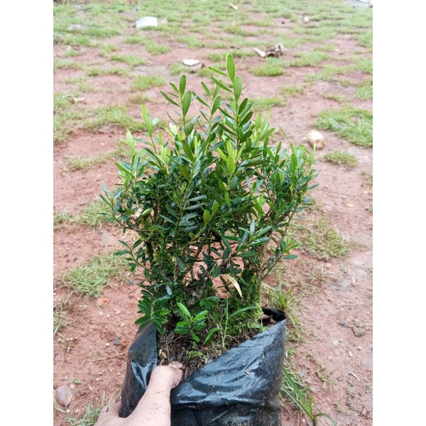 bonsai boxus tanaman bonsai boxus