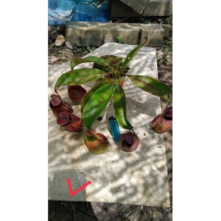 nepenthes bicalcarata