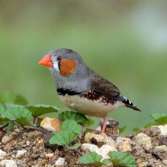 burung zebra finch sepasang