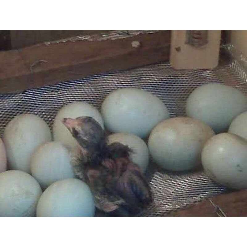 Telor Hijau Ayam Trah import pacek Shamo dengan Biang Makhoy telor Hijau