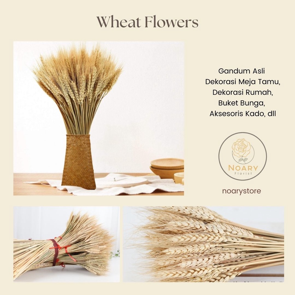 Bunga Gandum Import / Wheat Flower