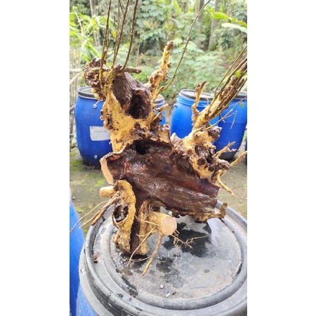 BAHAN BONSAI SERUT/STREBLUS ASPER UNIK LANGKA