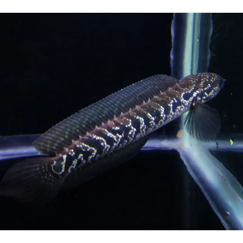 

Gabus C. asiatika ws