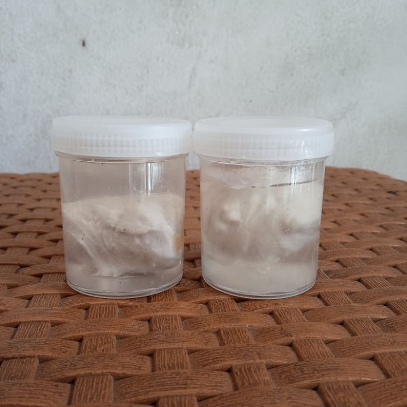 PULUT GETAH KARET ( LEM JEBAKAN BURUNG )