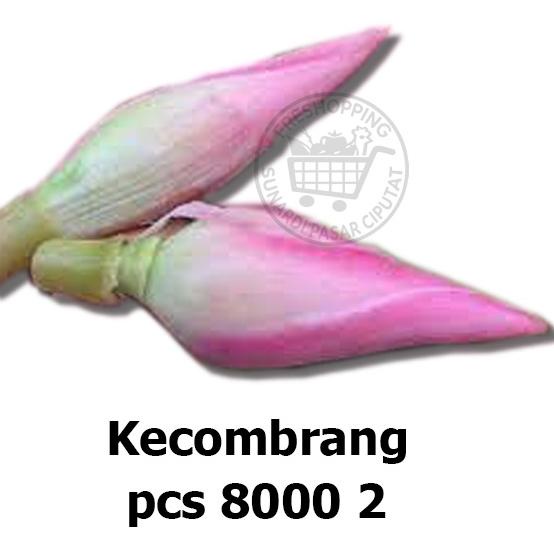 

TERBARU Kecombrang / Honje / sambuang / kincung 2 pcs