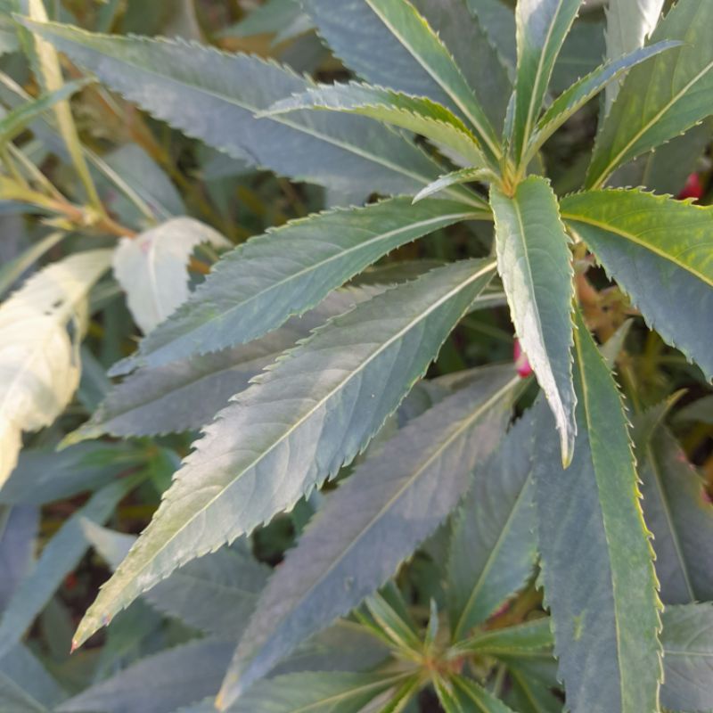 

Daun Pacar Air Fresh Segar Alami 500 gr