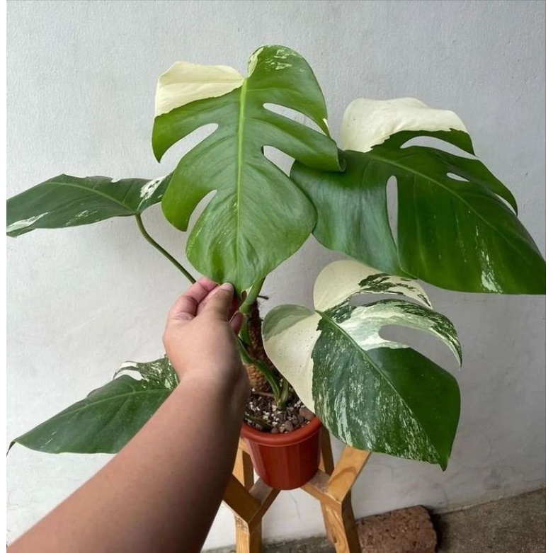 Monstera Borsigiana Variegata