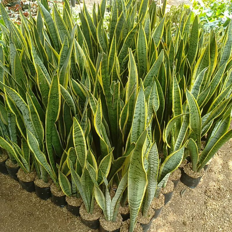 Paket 4 tanaman lidah mertua sensivera lidah mertua