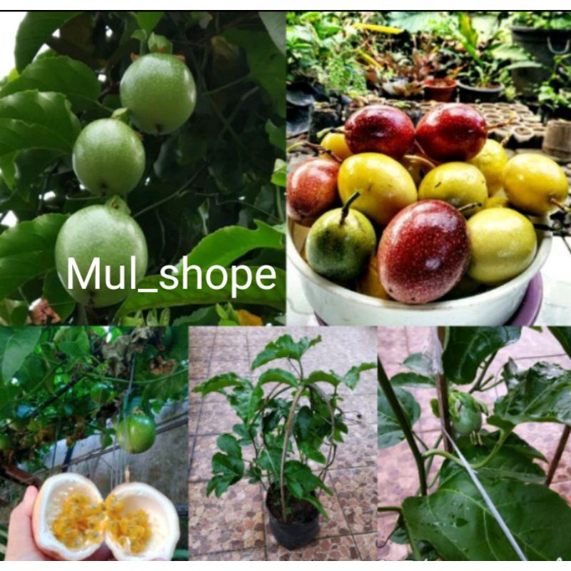 BIBIT MARKISA MADU I MANIS  I BUAH I POHON MARKISA MADU I TANAMAN MARKISA (siap berbuah)