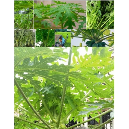 

Daun pepaya segar / daun pucuk pepaya segar