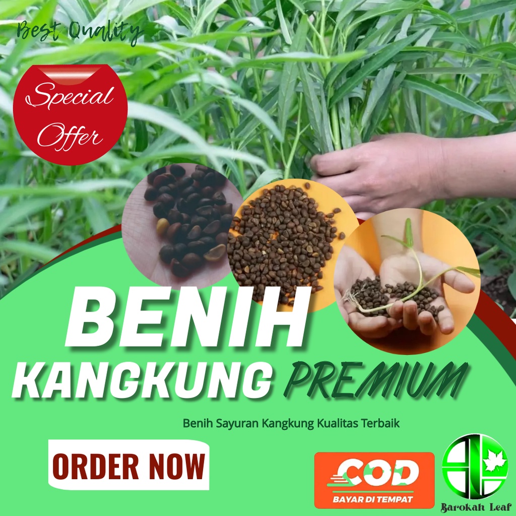 Benih Sayuran Kangkung Bibit Kangkung Termurah Benih Sayuran Kangkung Fresh