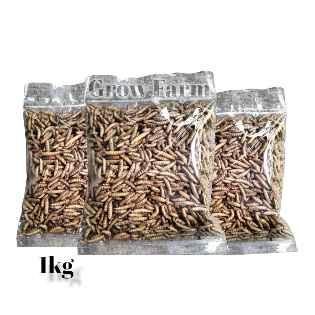 Manggot Bsf MAGOT Bsf 1KG Kering Pakan Ikan Predator Louhan Channa Arwana