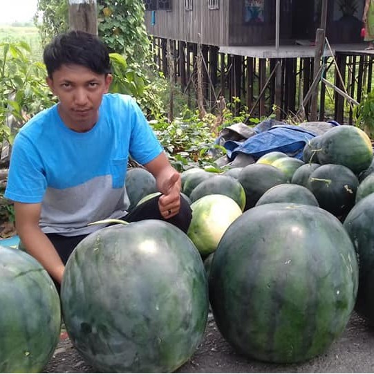 Benih Seribuan - 2 Bibit Buah Semangka Non Biji Merah F1 Hibrida