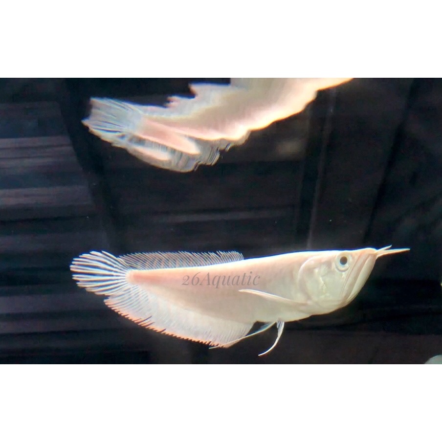 [26 Aquatic] Ikan Hias Arwana Silver Albino