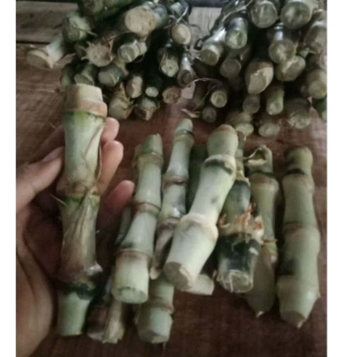 Bibit Odot