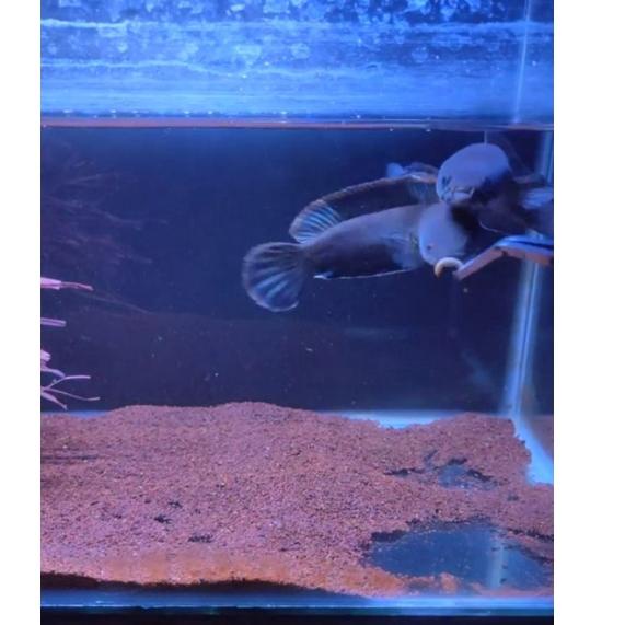 Ready Stok  limbata pair siap display aquarium M dan F 10-20cm (sepasang)