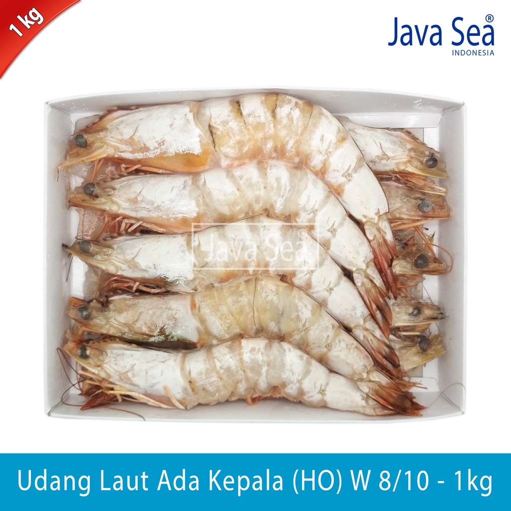 

Udang Laut Utuh Ada Kepala HO W 8/10 pack 1kg Java Sea