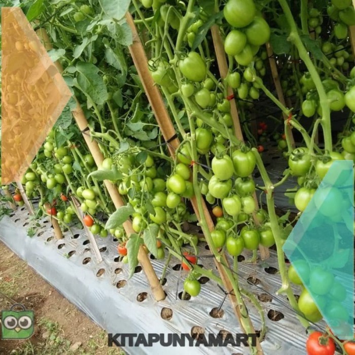 Benih Tomat Latansa - Bibit Tanaman Tomat Buah Lebat - Biji Sayur Tavi GGGG