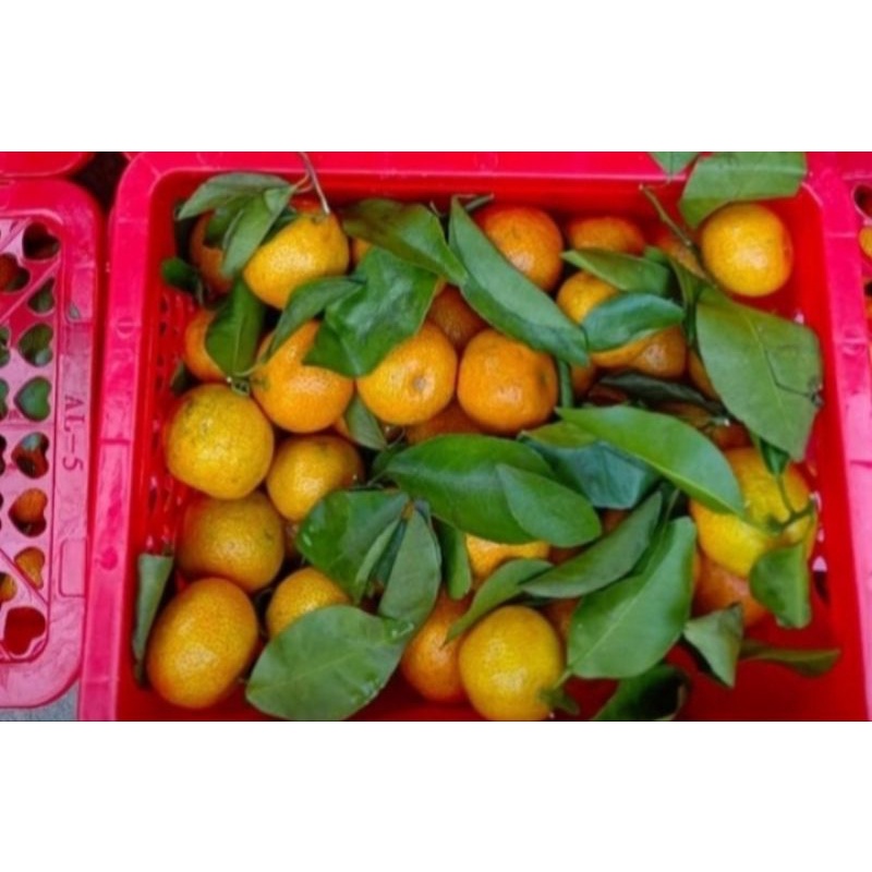 

jeruk shantang madu manis 1.5kg