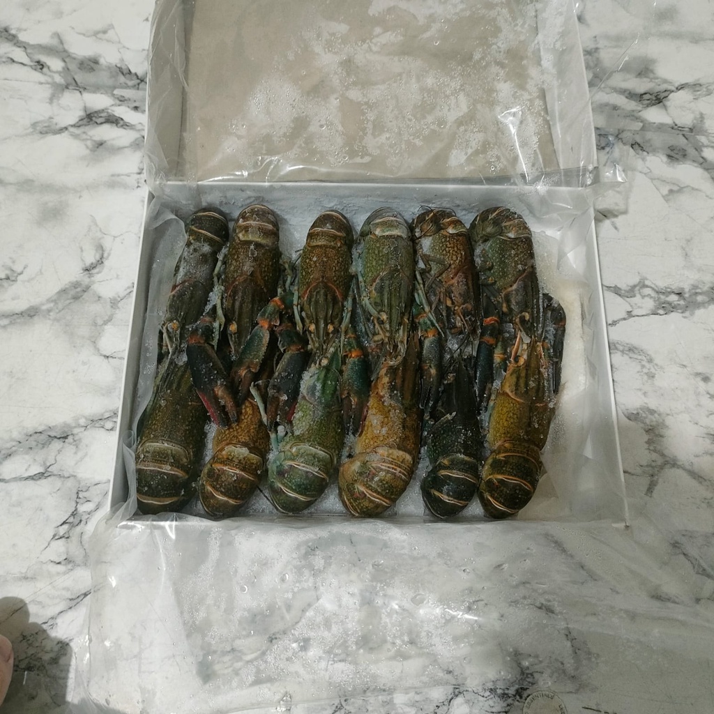 Baby Lobster Air Tawar Size 11-20ekor