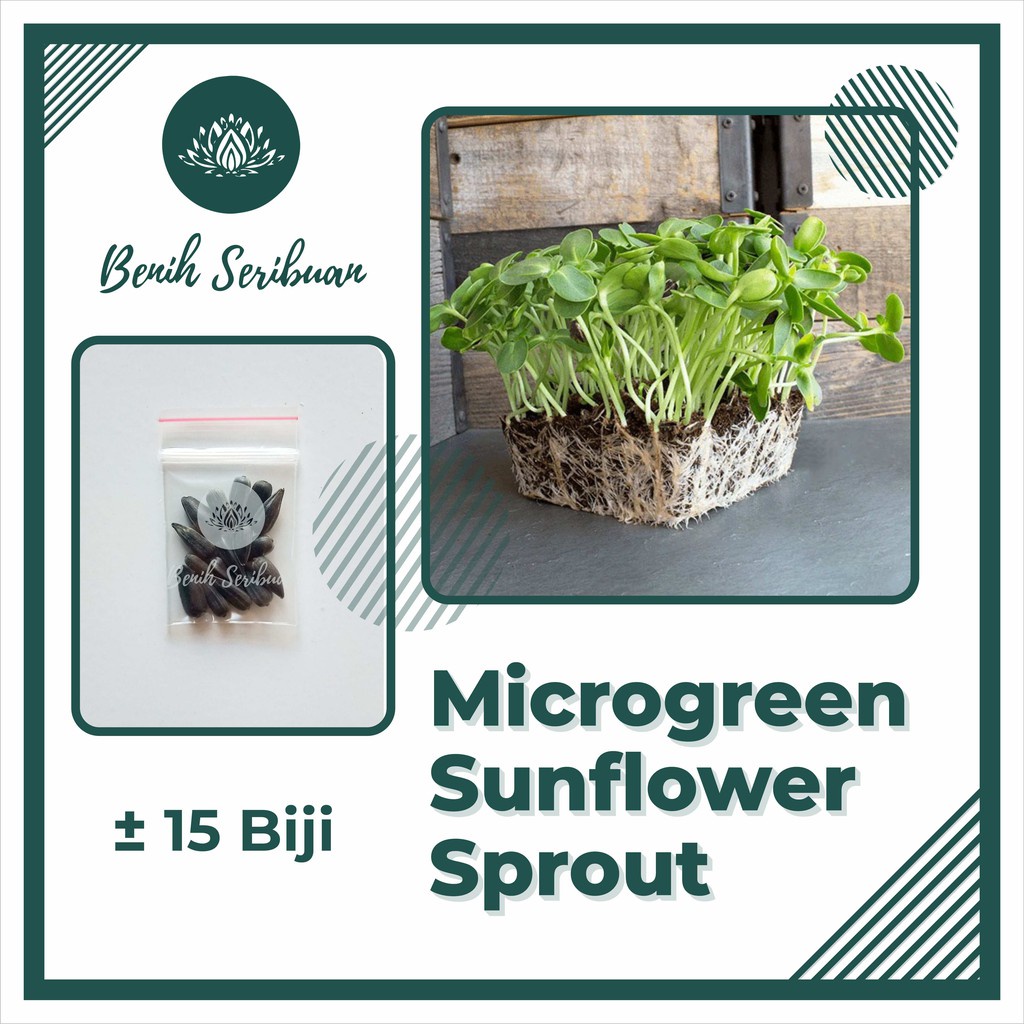 Benih Seribuan - 15 Bibit Microgreen Sunflower Sprout Organik Unggul