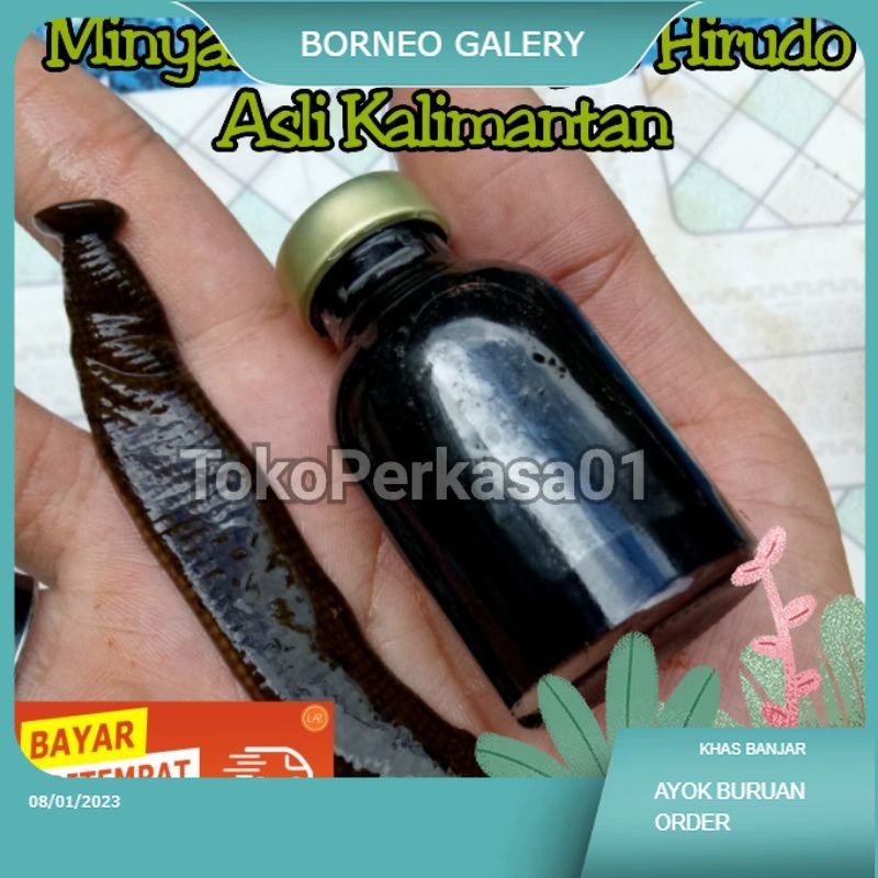 Minyak Lintah Hitam Super Hirudo Asli Kalimantan