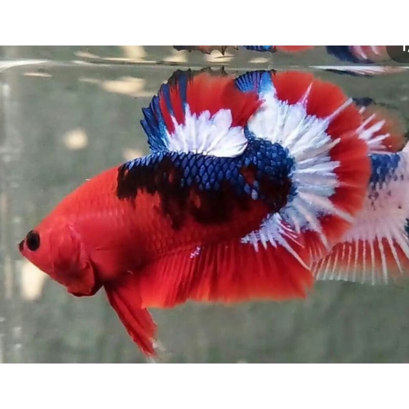 Plakat Hellboy Black Eye