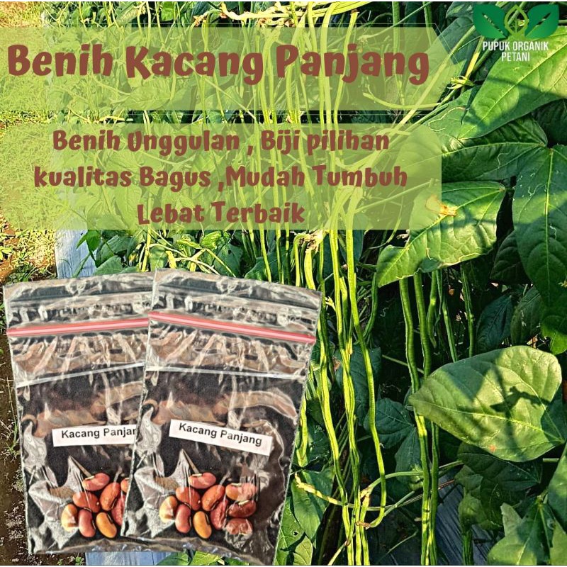 Benih kacang panjang terbaik berkualitas unggul mudah tumbuh subur super lebat benih kacang panjang terbaik