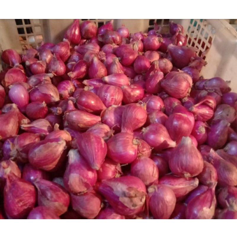 

bawang merah 1 kg fresh