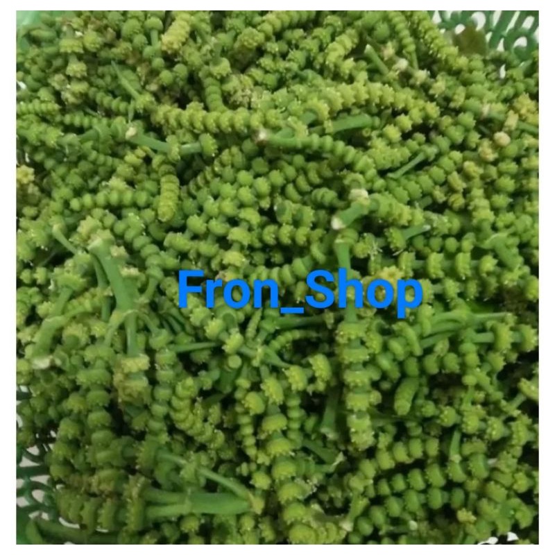 SUCENG MELINJO 300grm | KEMBANG MELINJO ACAR SAYUR | UCENG SUCENG KROTO SEGAR | UCENG SUCENG MELINJO