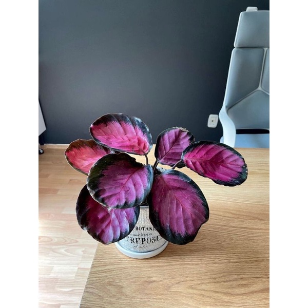 TANAMAN HIAS CALATHEA CRIMSON - TANAMAN HIAS CALATHEA