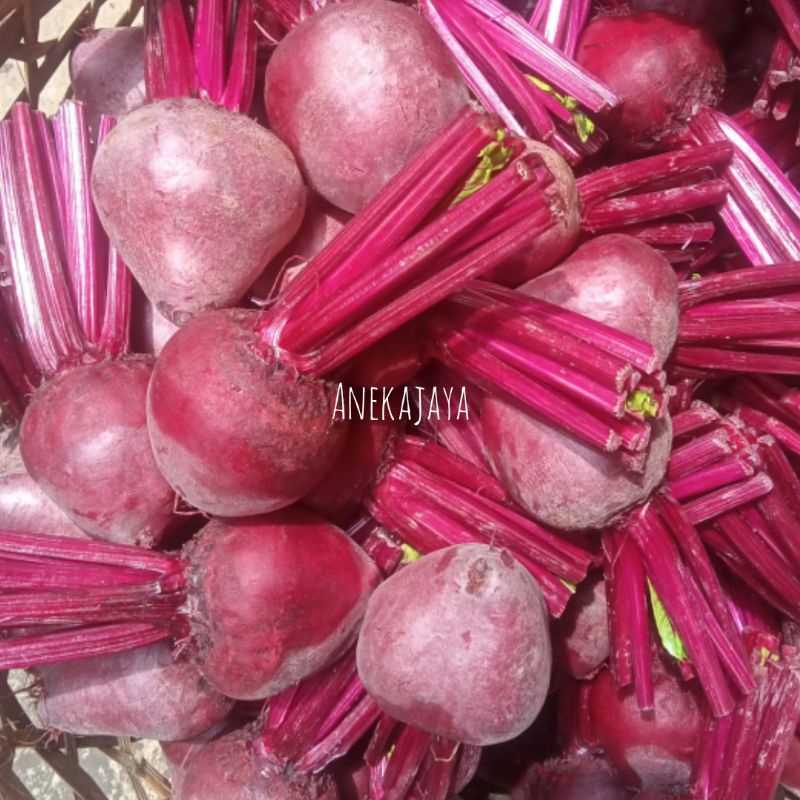 

Buah Bit Fresh Kualitas Terbaik 1kg