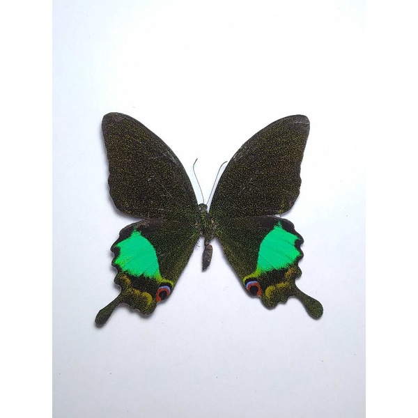 AWETAN SERANGGA KUPU KUPU P.KARNA