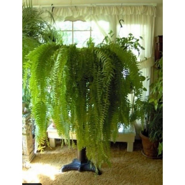 pakis boston ukuran jumbo panjang 1 meter