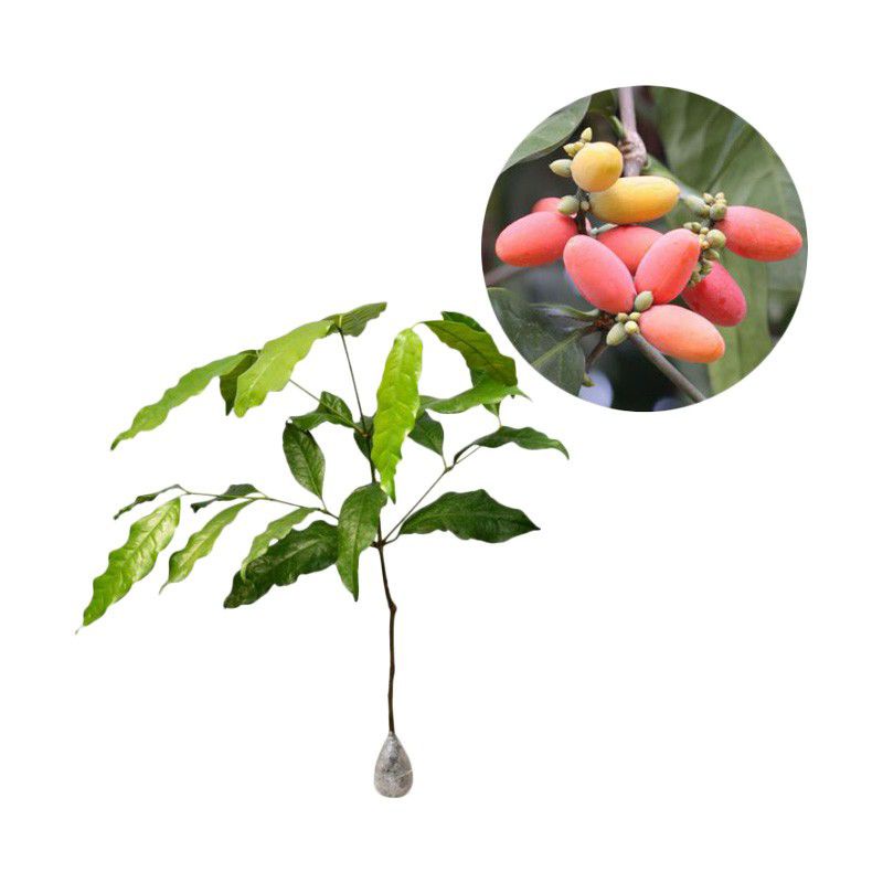 BIBIT MELINJO MLINJO SUPER BIBIT POHON TANGKIL MELINJO