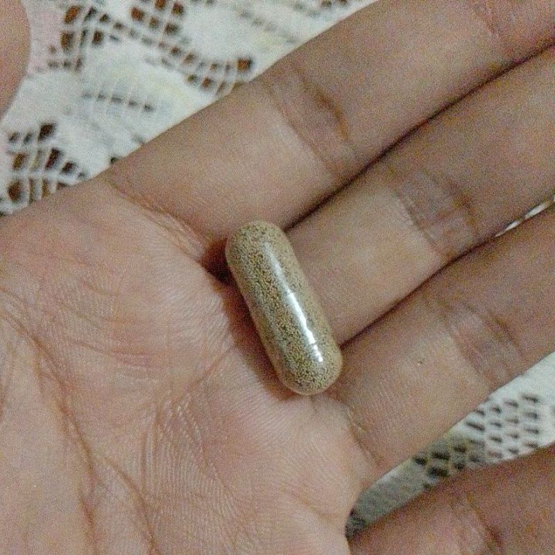 telur artemia air tawar
