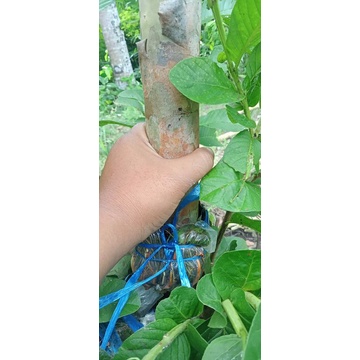 bibit fresh cangkok jambu kristal merah jumbo batang besar jumbo