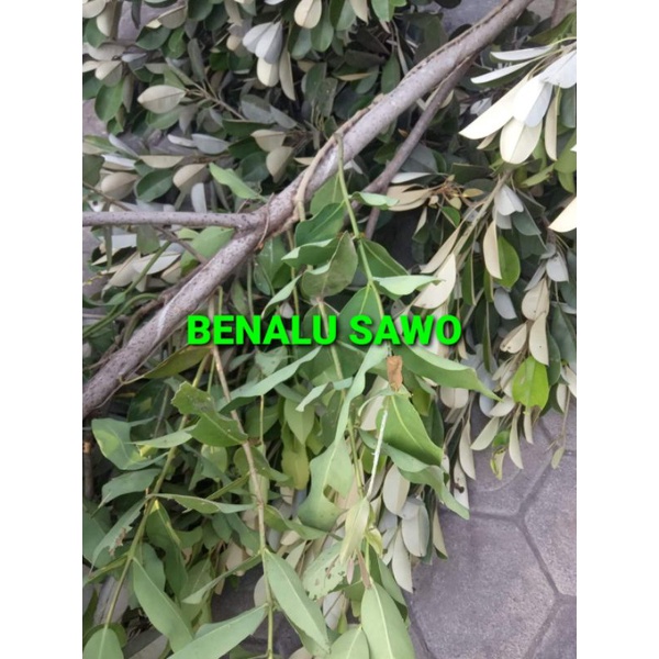 

DAUN BENALU SAWO KERING 500 GRAM