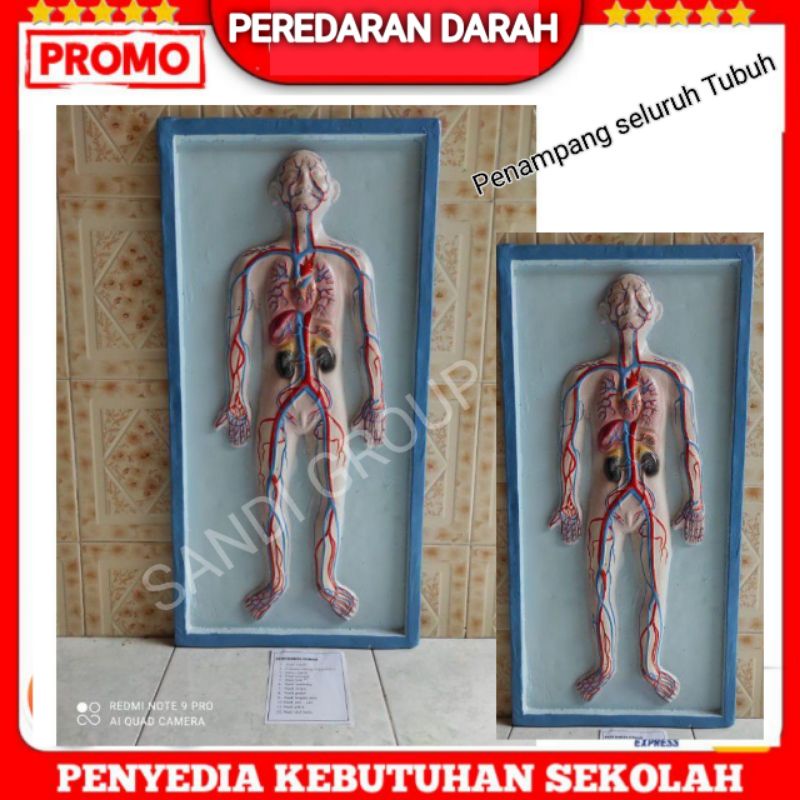 

Peredaran darah, Alat peraga pendidikan peredaran darah, Ipa