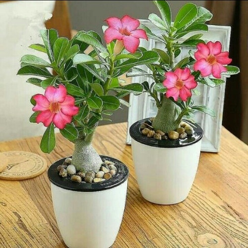 Adenium Kamboja Jepang nomor 1-9 - Tanaman Hidup - bibit Adenium kamboja jepang murah