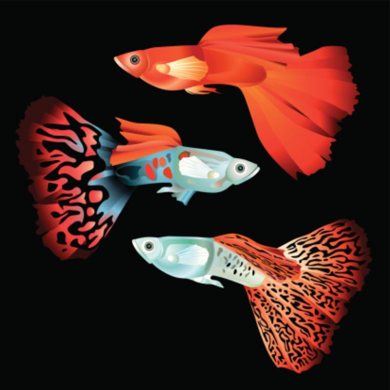 Guppy PRMBE